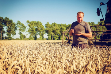 Россия собрала второй по величине урожай пшеницы